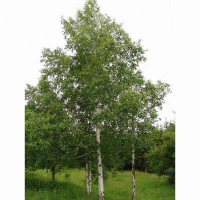 BETULA