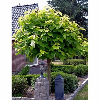 Catalpa boule