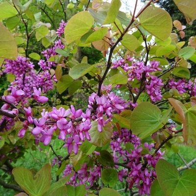 CERCIS / Gainier