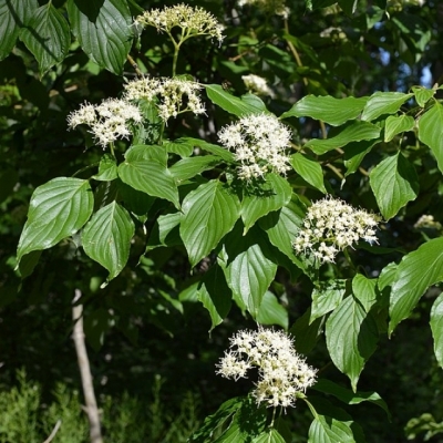 CORNUS / Cornouillier fleurs