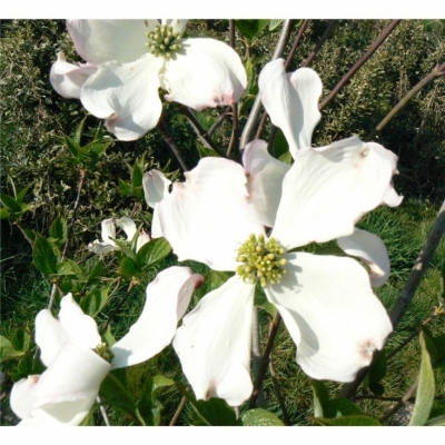 Cornouiller à fleurs d'Amérique