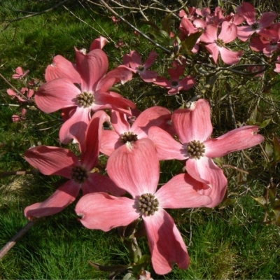 Cornouiller à fleurs d'Amérique var. Rubra