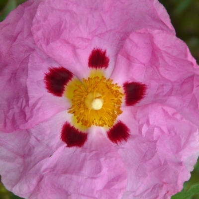 Ciste pourpre, Rose du Soleil pourpre