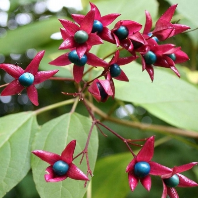 CLERODENDRON