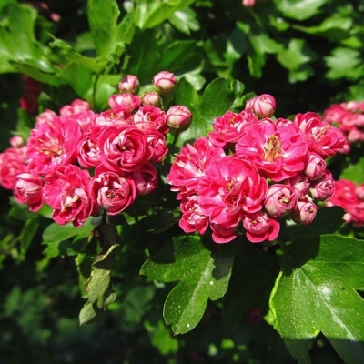 CRATAEGUS / Aubépine