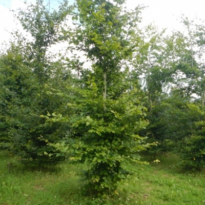 FAGUS / Hêtre