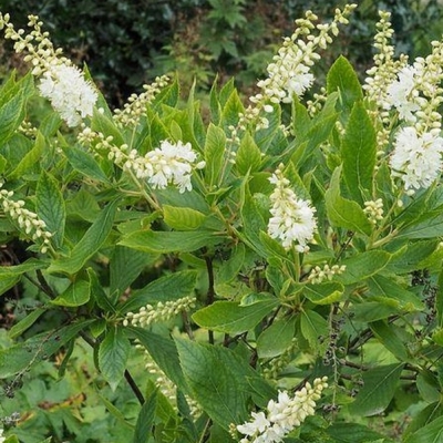 CLETHRA