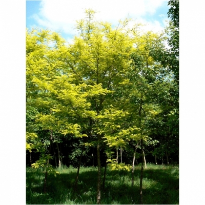 GLEDITSIA / Févier d'Amérique