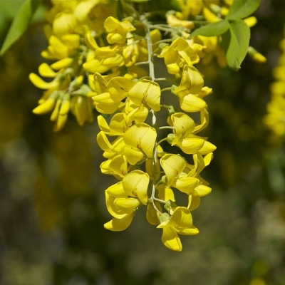 LABURNUM