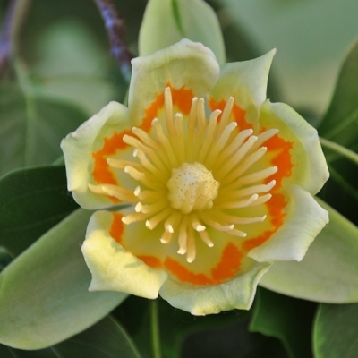 LIRIODENDRON / Tulipier de Virginie