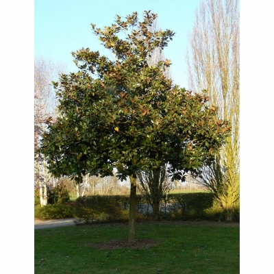 Magnolia à grandes fleurs Galissonière, Magnolia persistant Galissonière