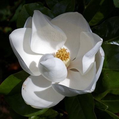 Magnolia à grandes fleurs Goliath