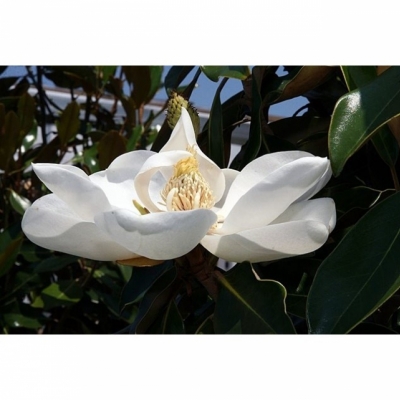 Magnolia à grandes fleurs Little Gem