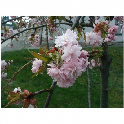 Cerisier du Japon Kiki-Shidare, Cerisier du Japon Shidare-Zakura, Cerisier du Japon Cheal's Weeping