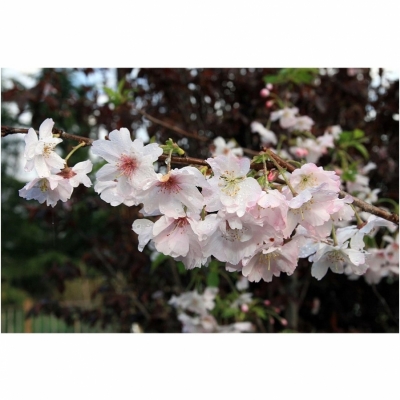 Cerisier du Japon Autumnalis