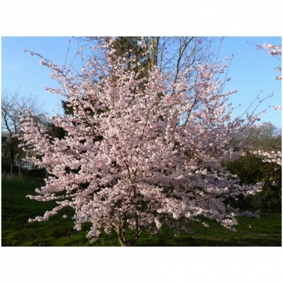 Cerisier du Japon Accolade