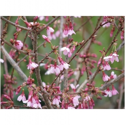 Cerisier du Japon Okame
