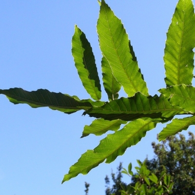 Chêne du Japon à feuilles de Chataignier