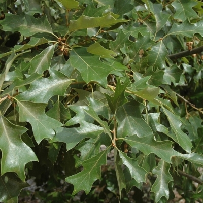 Chêne à feuille de houx