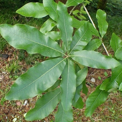 Chêne à feuilles de laurier