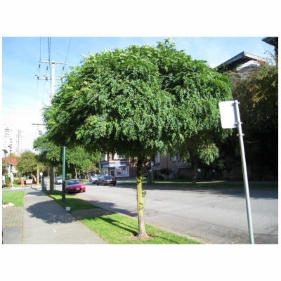 ROBINIA / Acacia