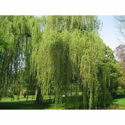 Saule pleureur à bois jaune