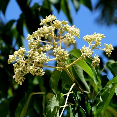 Arbre à miel