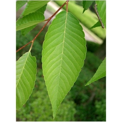 ZELKOVA / Orme de Sibérie