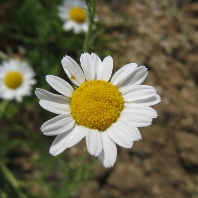 Camomille Romaine