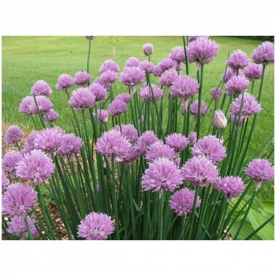 ALLIUM