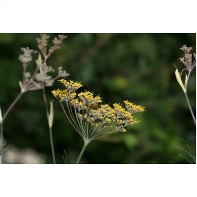 FOENICULUM