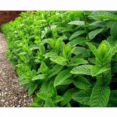 MENTHA