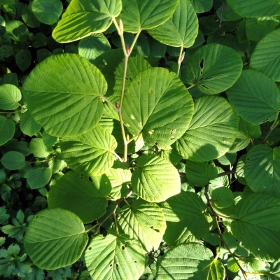 Corylopsis spicata