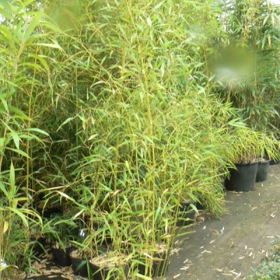 Phyllostachys bissetii