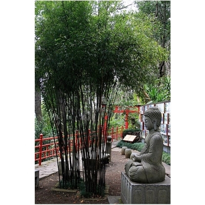 Bambou noir