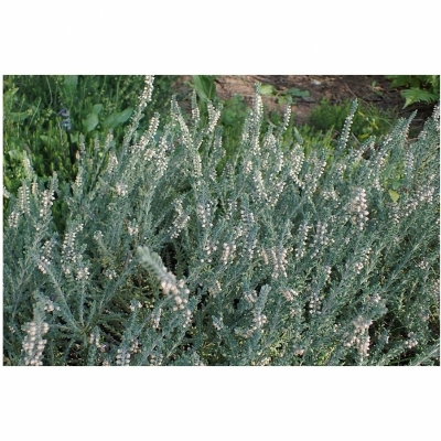 Calluna Beoley Silver