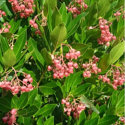 Arbousier rubra, Arbre aux fraises Rubra