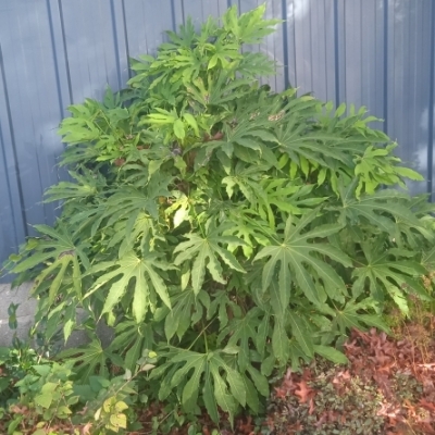 Aralia polycarpa Green Fingers, Fatsia Green Fingers