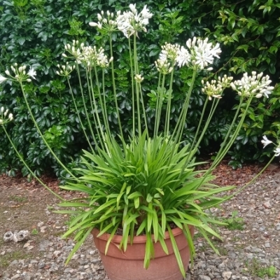 Agapanthus x Petit Eskimo