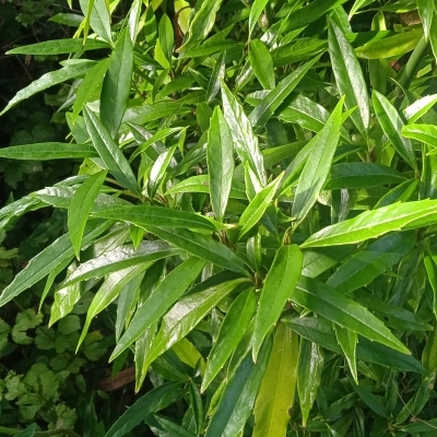 Aucuba du japon Salicifolia