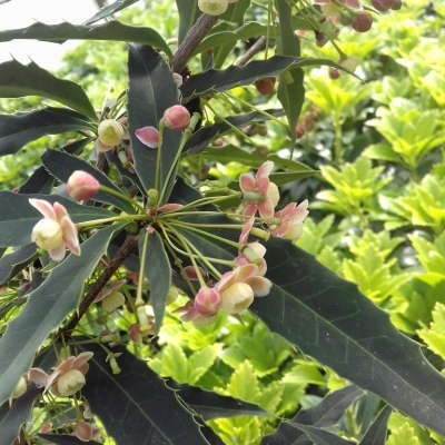 Berberis insignis subsp. Incrassata