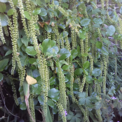 Itea à feuilles de Houx