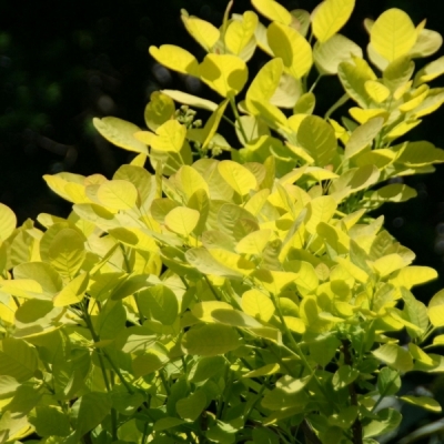 COTINUS / Arbre à perruque