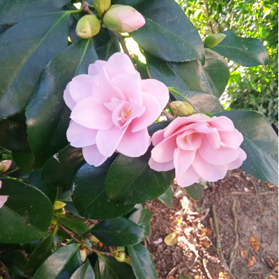 Camellia japonica Fleur de Pecher