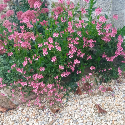 Diascia personata