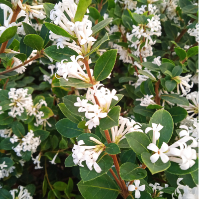 Osmanthe Heaven Scent ®