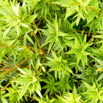 Osmanthe heterophyllus Sasaba