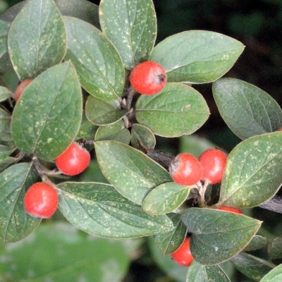 Cotonéaster de Franchet