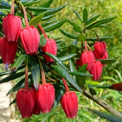 CRINONDENDRON