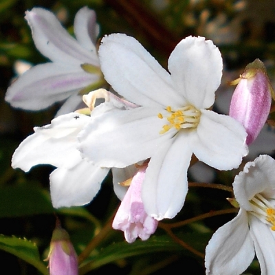 Deutzia x rosea Carminea